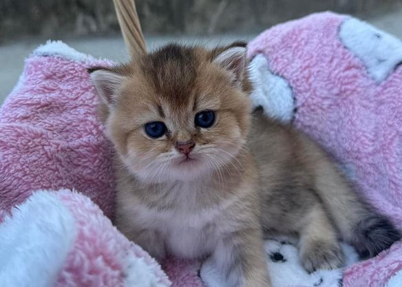 British Shorthair