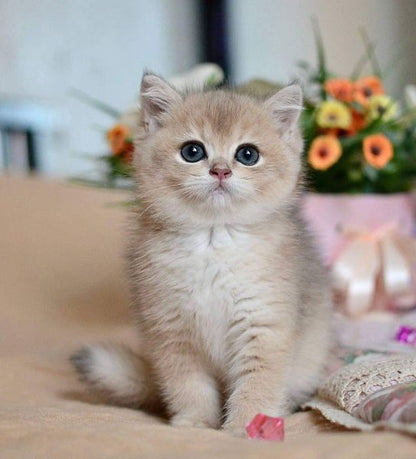 British Shorthair