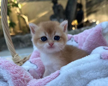 British Shorthair