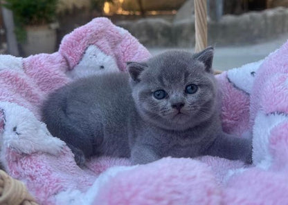 British Shorthair