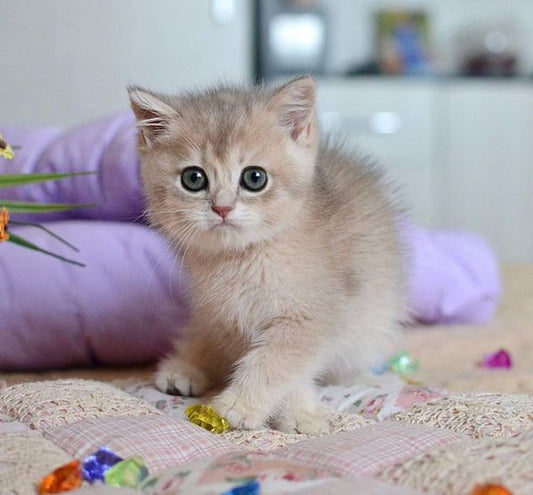 British Shorthair