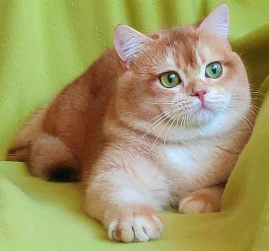 British Shorthair