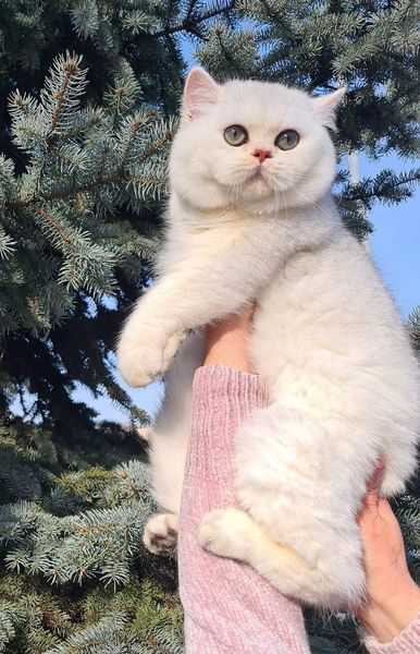 British Shorthair