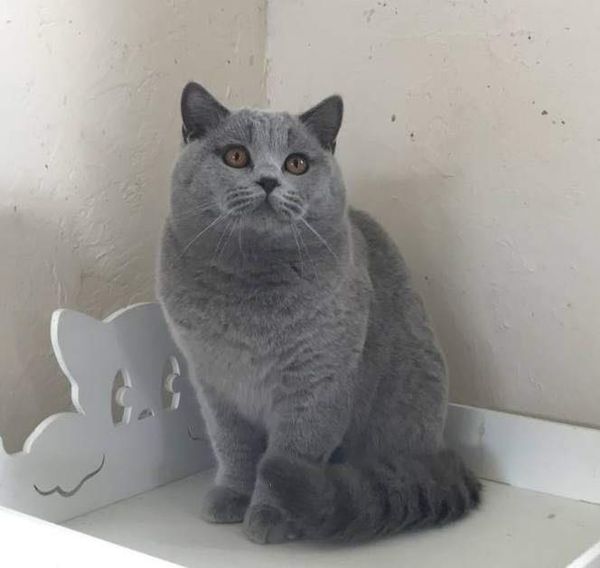 British Shorthair