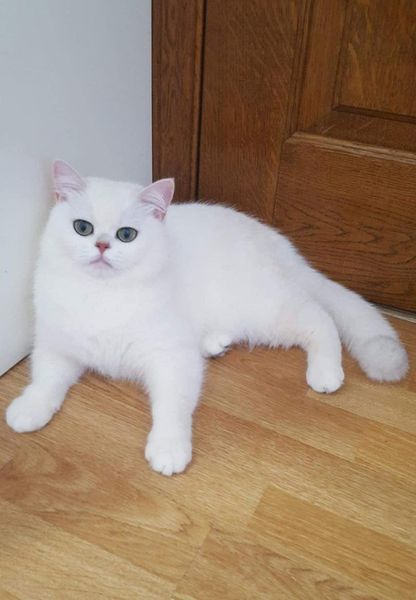 British Shorthair