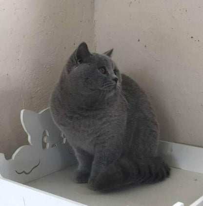 British Shorthair