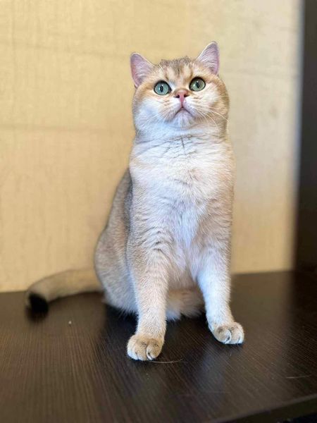 British Shorthair