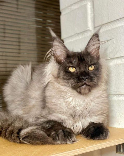 Maine Coon