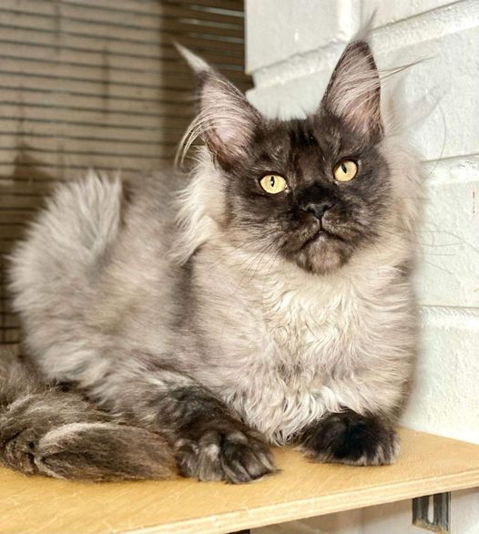 Maine Coon