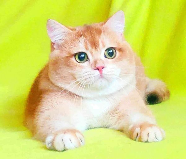 British Shorthair