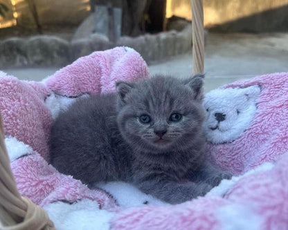 British Shorthair