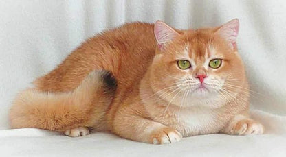 British Shorthair