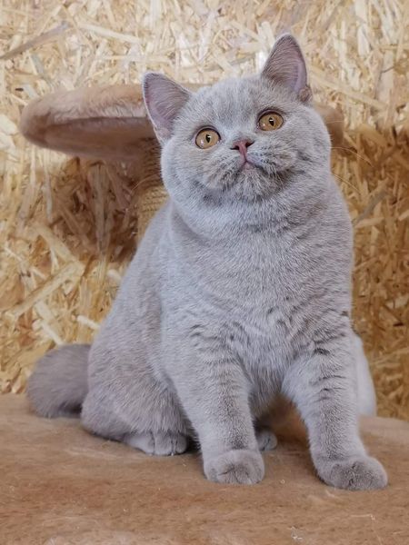 British Shorthair