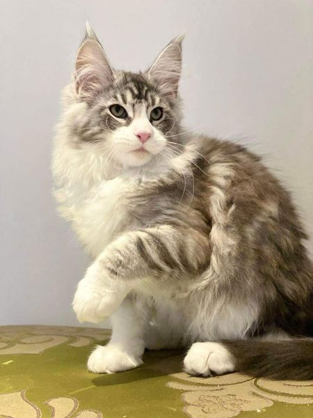 Maine Coon