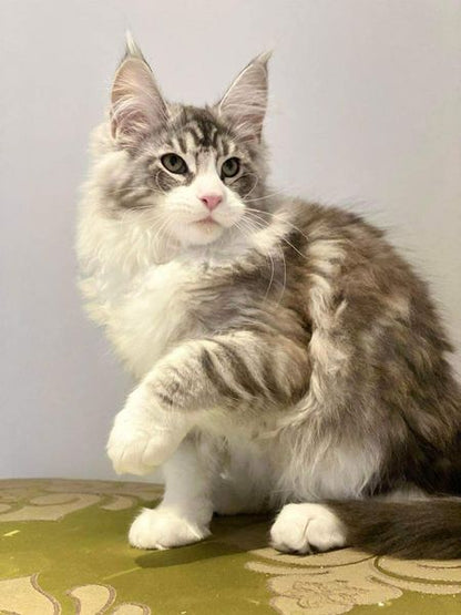 Maine Coon