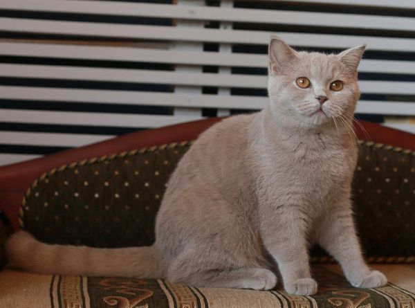 British Shorthair