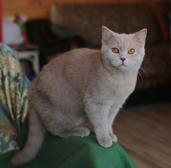 British Shorthair