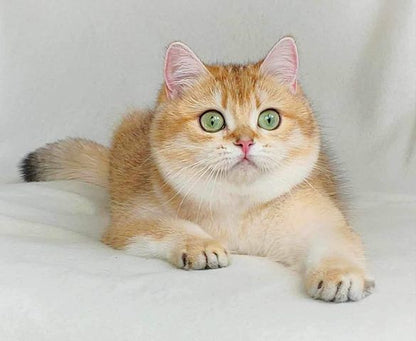 British Shorthair