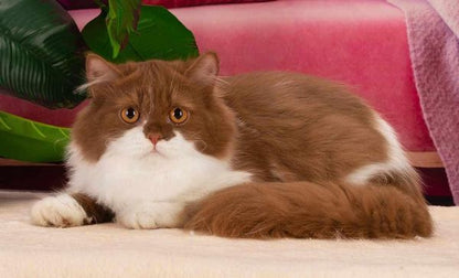 British Longhair