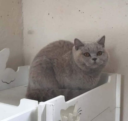 British Shorthair