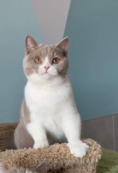 British Shorthair