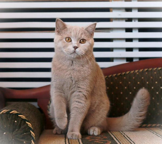 British Shorthair