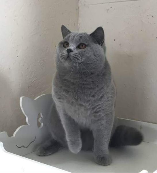 British Shorthair