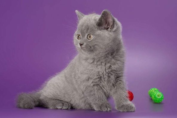 British Shorthair