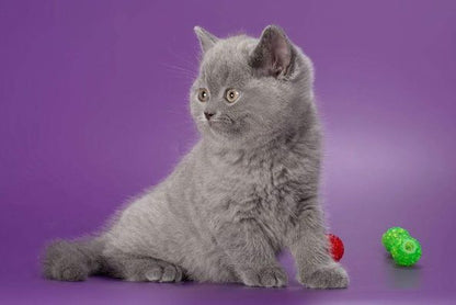 British Shorthair