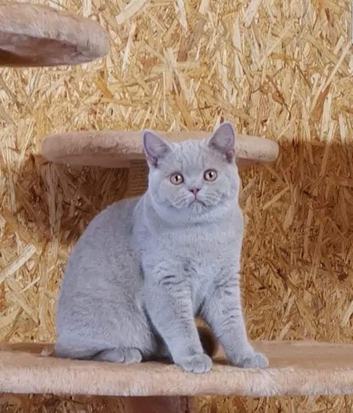 British Shorthair