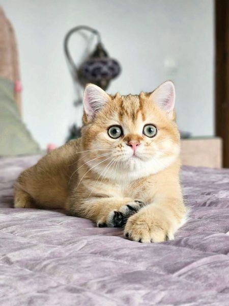 British Shorthair