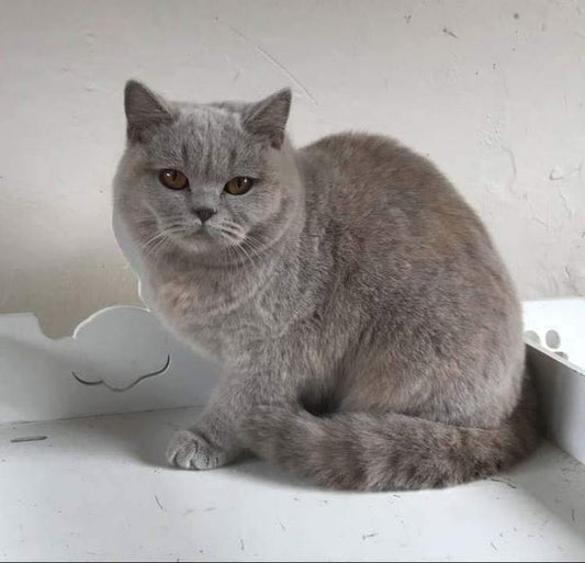 British Shorthair