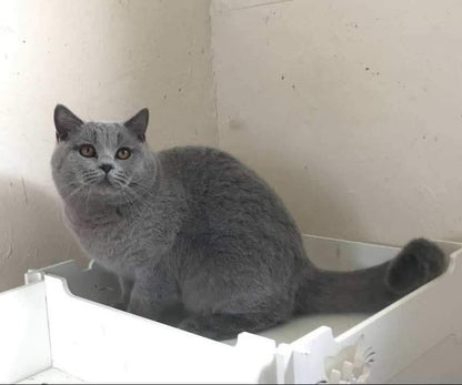 British Shorthair