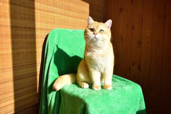 British Shorthair