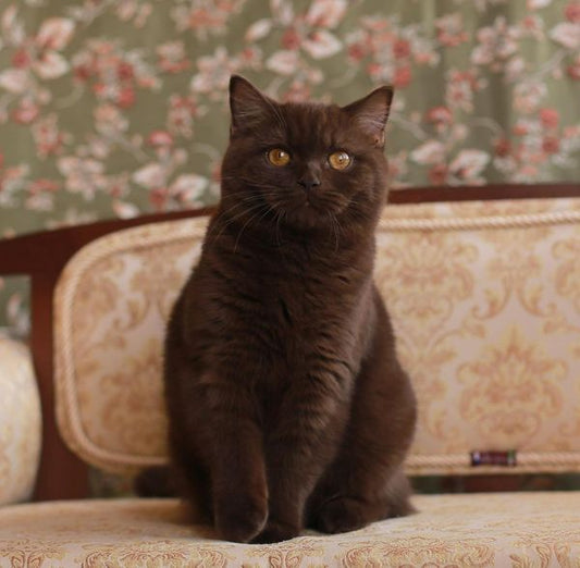 British Shorthair