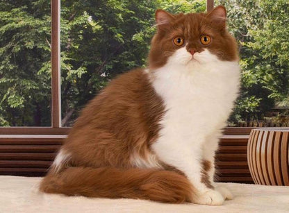 British Longhair