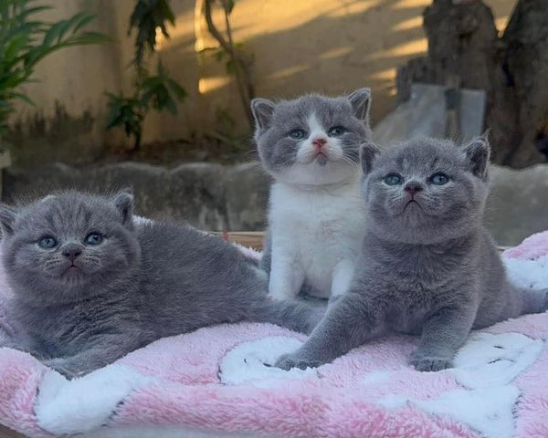 British Shorthair