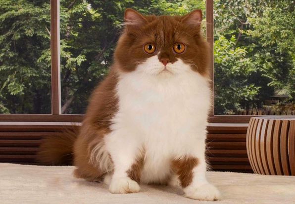 British Longhair