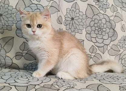 British Shorthair