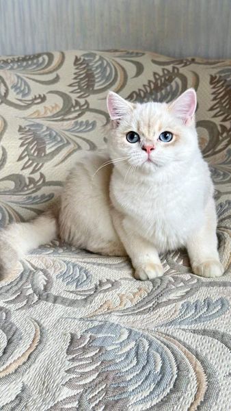 British Shorthair