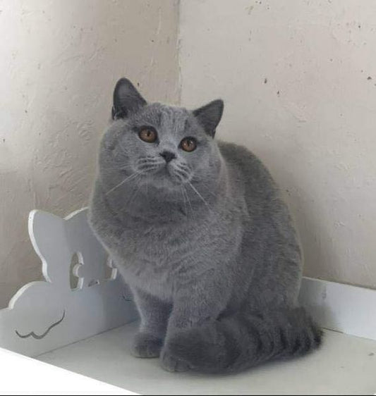 British Shorthair