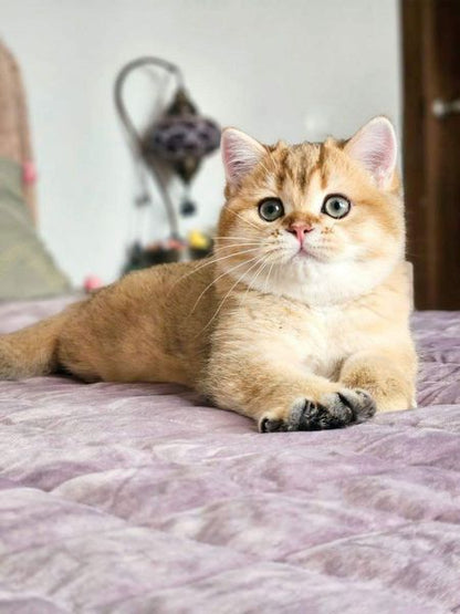 British Shorthair