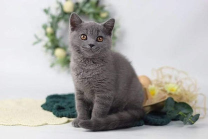 British Shorthair