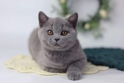 British Shorthair