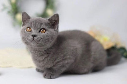 British Shorthair