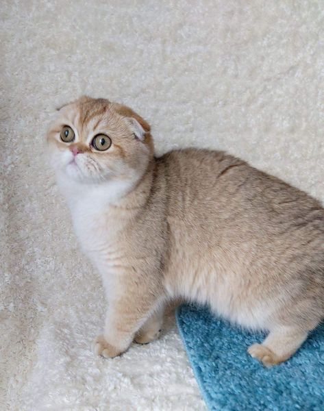 Scottish Fold