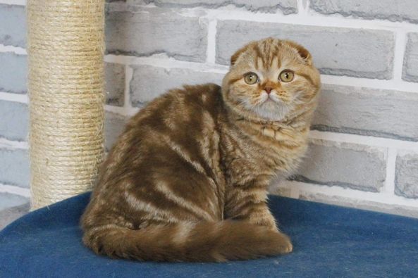 Scottish Fold