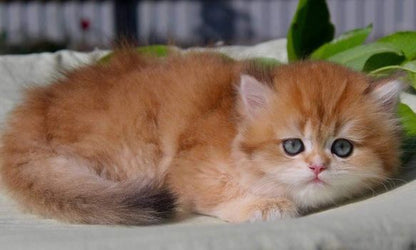 British Longhair