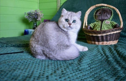 British Shorthair