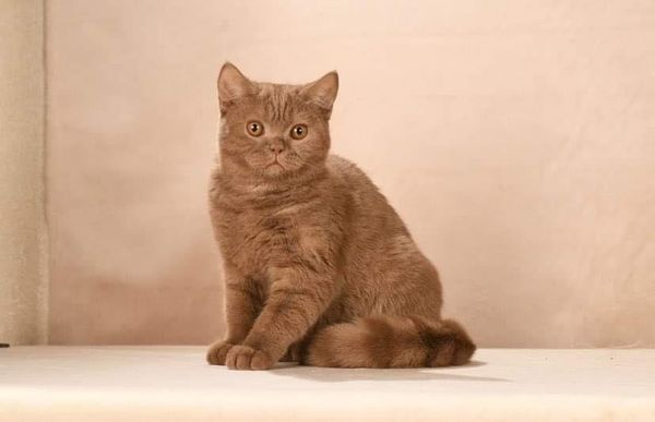 British Shorthair